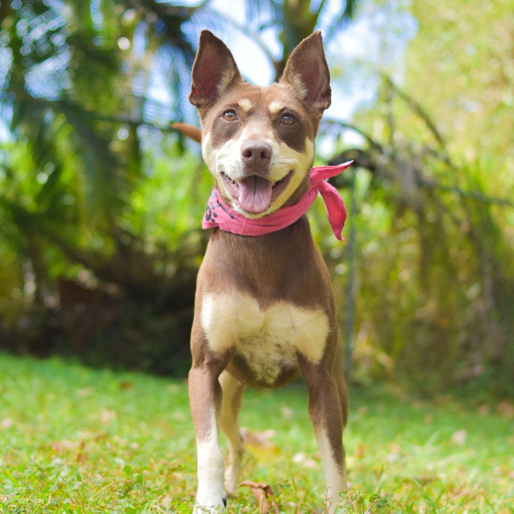 MeeMee, an adoptable Mixed Breed in Kailua Kona, HI, 96740 | Photo Image 1