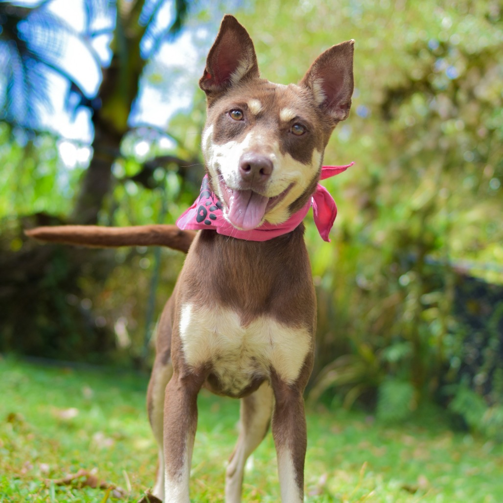 MeeMee, an adoptable Mixed Breed in Kailua Kona, HI, 96740 | Photo Image 2