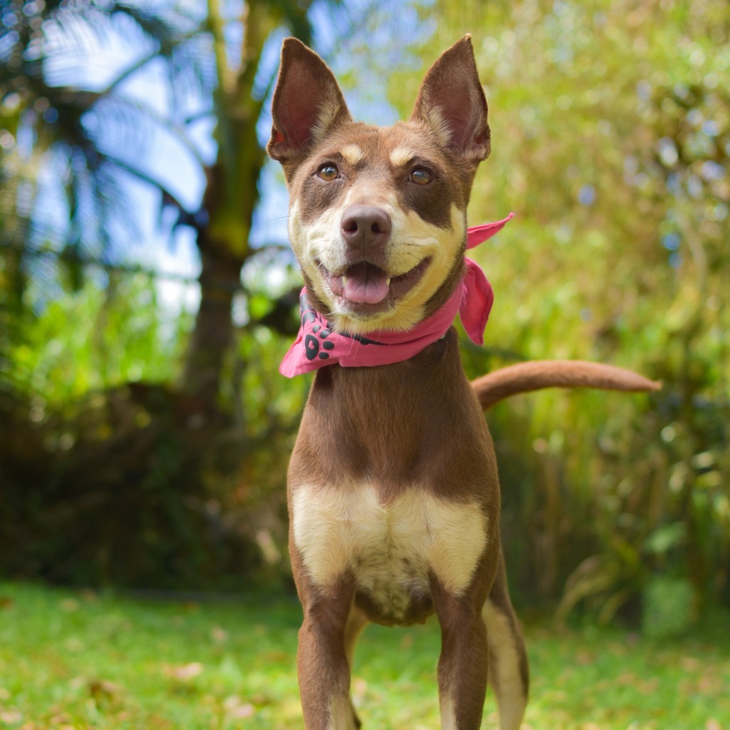 MeeMee, an adoptable Mixed Breed in Kailua Kona, HI, 96740 | Photo Image 3