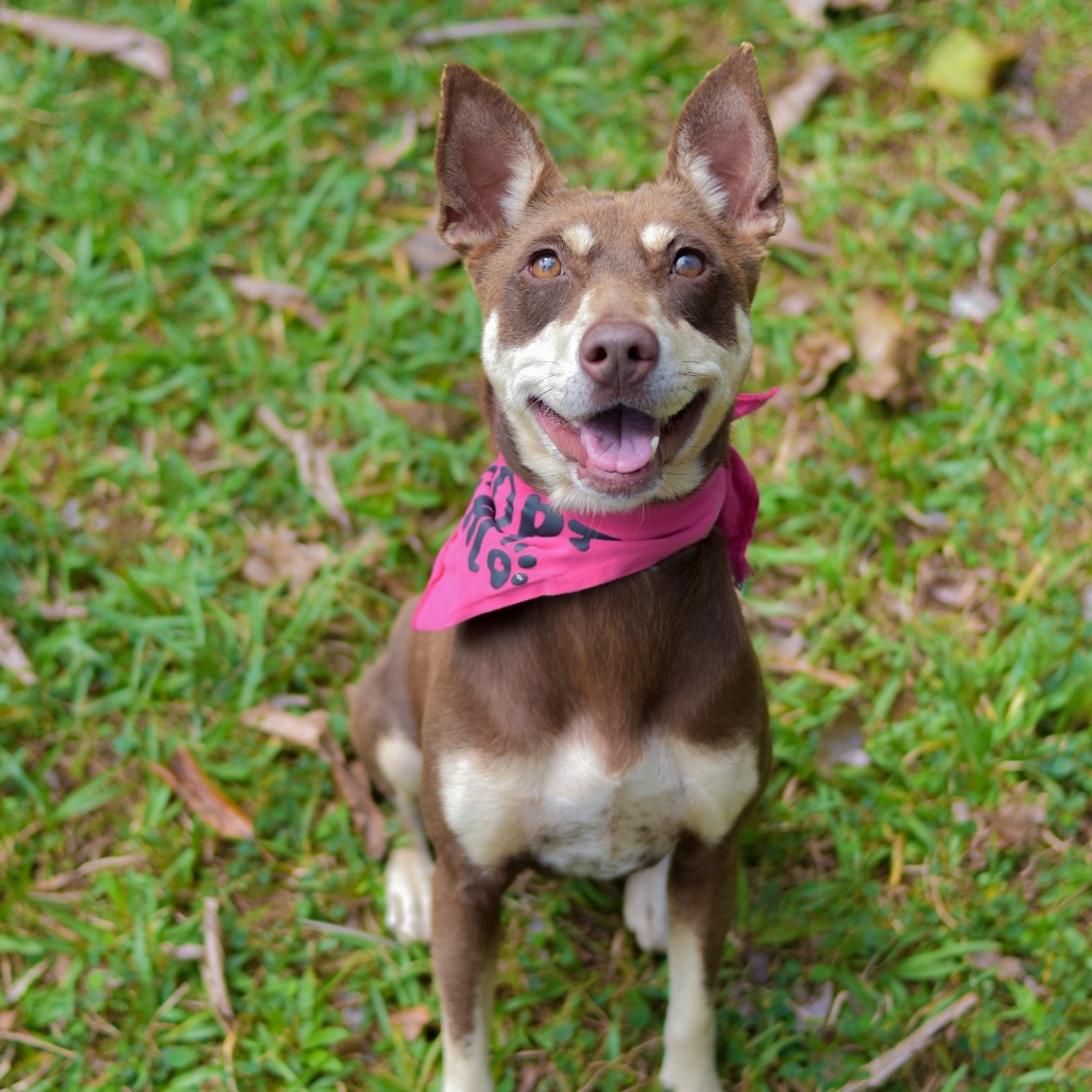 MeeMee, an adoptable Mixed Breed in Kailua Kona, HI, 96740 | Photo Image 4