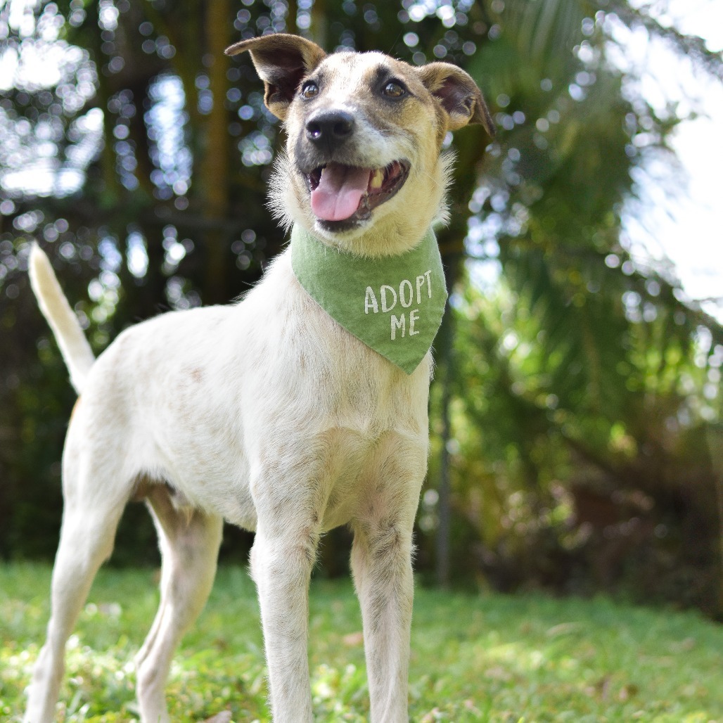 Jack, an adoptable Mixed Breed in Kailua Kona, HI, 96740 | Photo Image 1