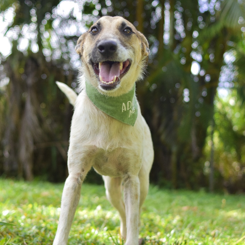 Jack, an adoptable Mixed Breed in Kailua Kona, HI, 96740 | Photo Image 2
