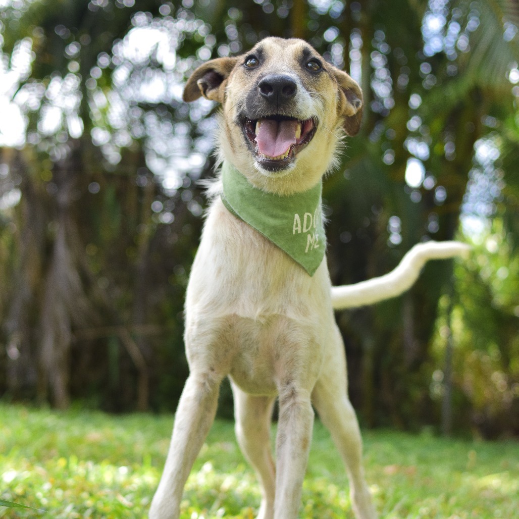 Jack, an adoptable Mixed Breed in Kailua Kona, HI, 96740 | Photo Image 3