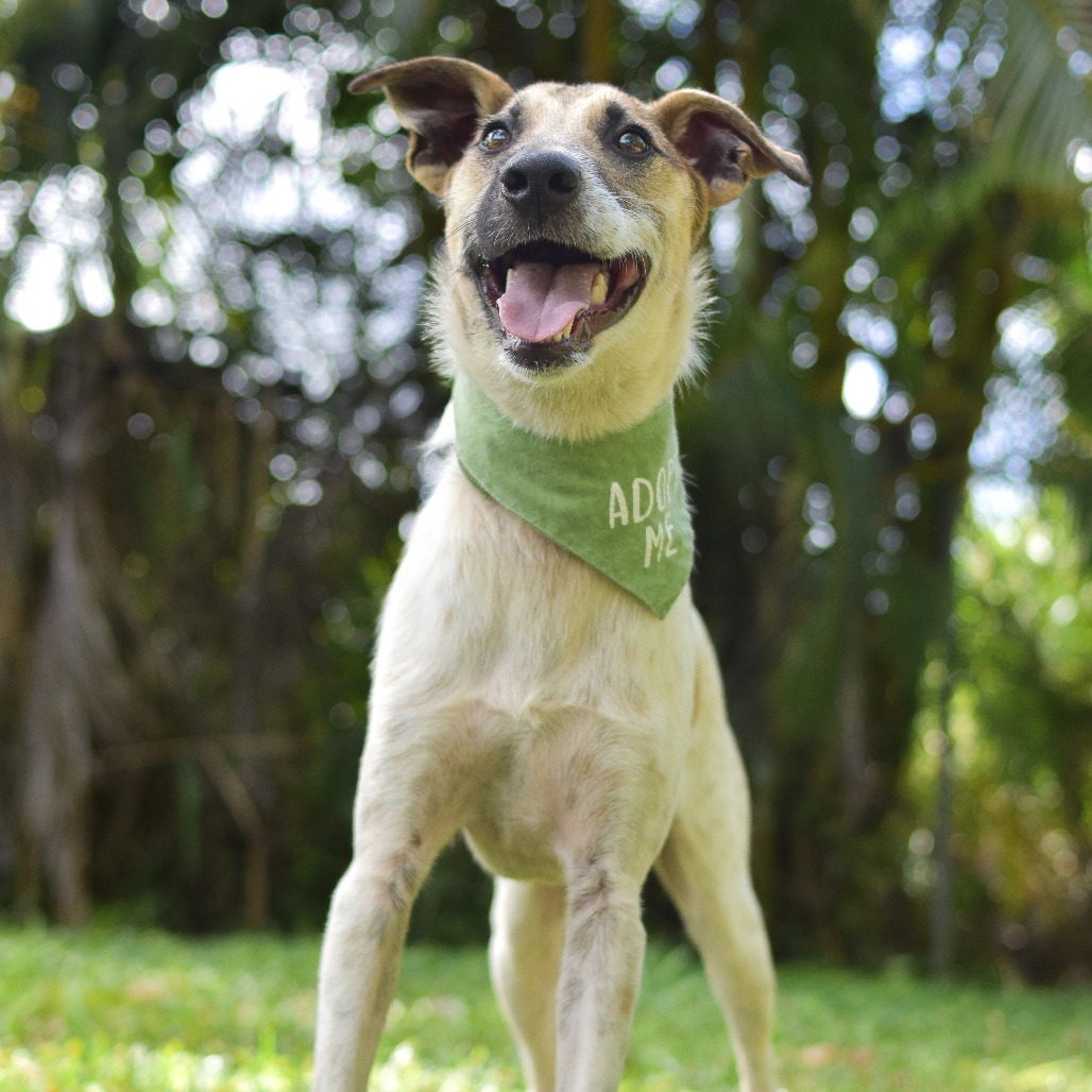 Jack, an adoptable Mixed Breed in Kailua Kona, HI, 96740 | Photo Image 4