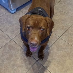 Blitz, Senior Male Chocolate Labrador Retriever