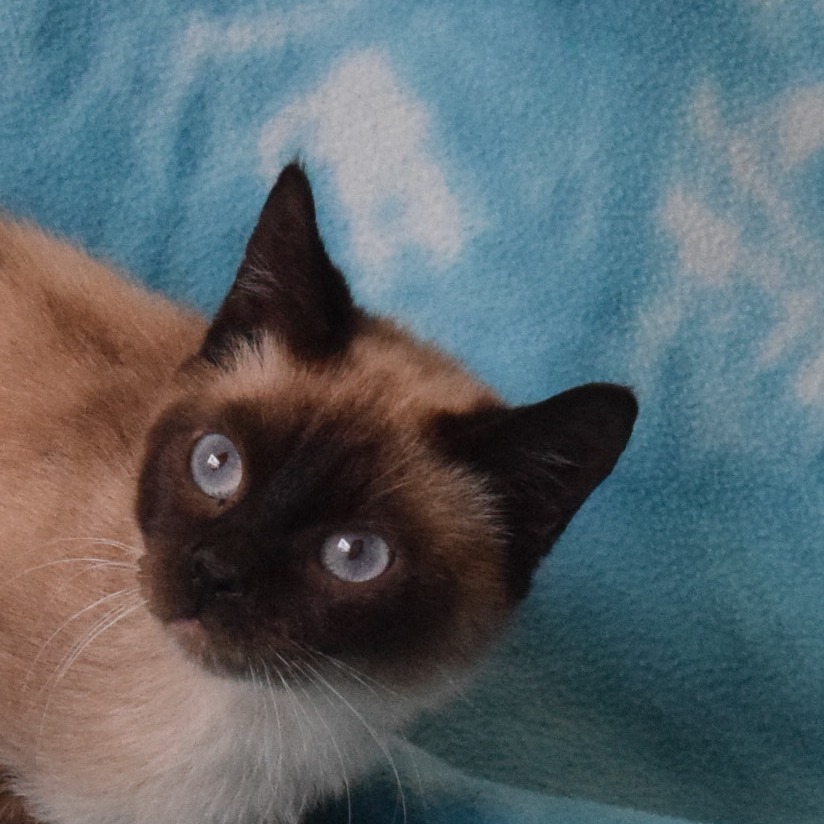 Azalea, an adoptable Domestic Short Hair, Siamese in Eureka, CA, 95503 | Photo Image 1
