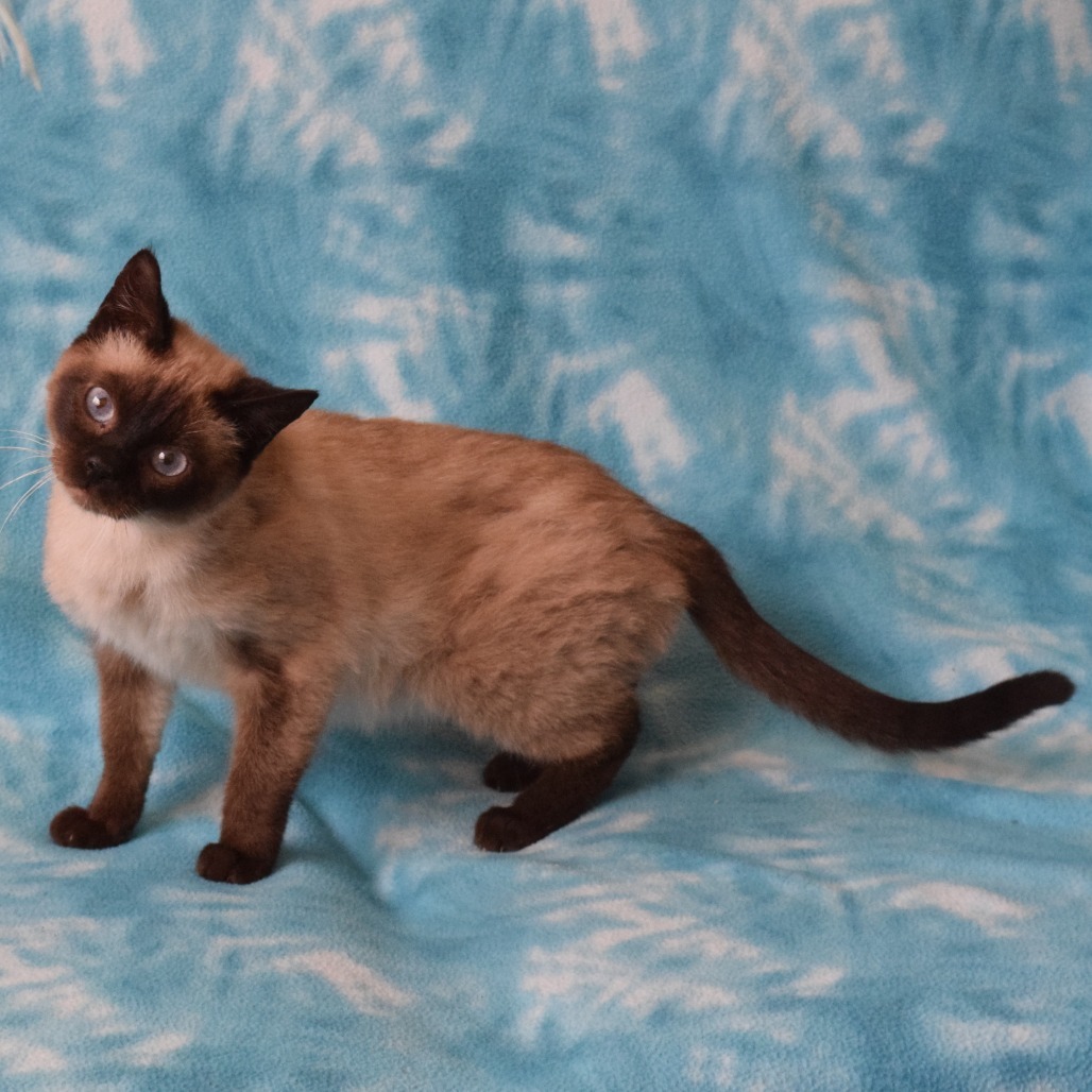 Azalea, an adoptable Domestic Short Hair, Siamese in Eureka, CA, 95503 | Photo Image 2