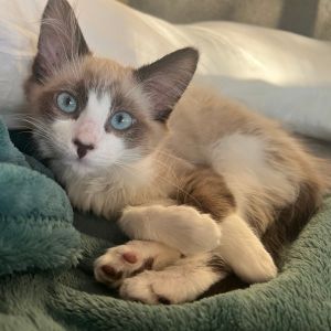 Symphony, Young Female Siamese