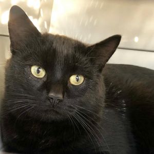 Black Jack LaVoie, Senior Male unknown