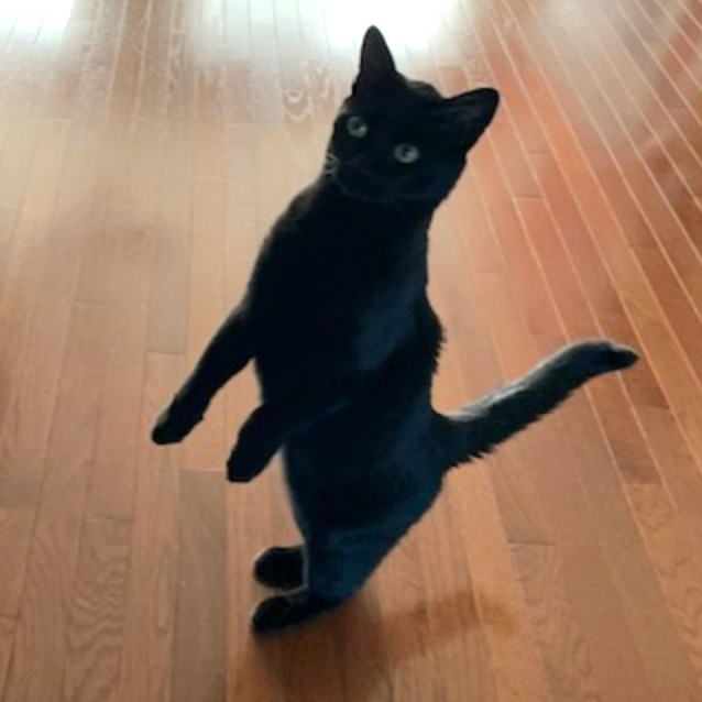 Black Jack LaVoie