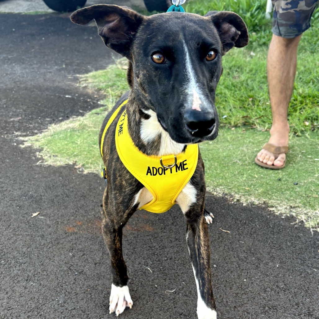Benny, an adoptable Whippet in Kilauea, HI, 96754 | Photo Image 2