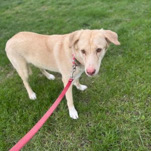 Phoenix, Young Female German Shepherd Dog