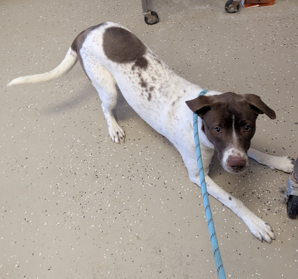 Moose, an adoptable Mixed Breed in Havre, MT, 59501 | Photo Image 1