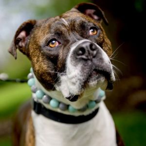 Alexander, Adult Male Pit Bull Terrier