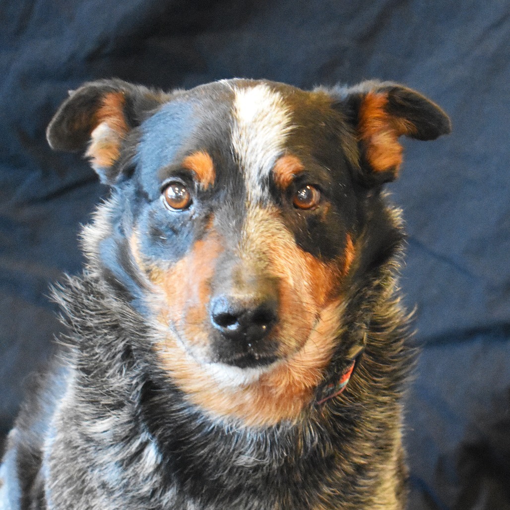 Winslow, an adoptable Australian Cattle Dog / Blue Heeler in Rifle, CO, 81650 | Photo Image 1