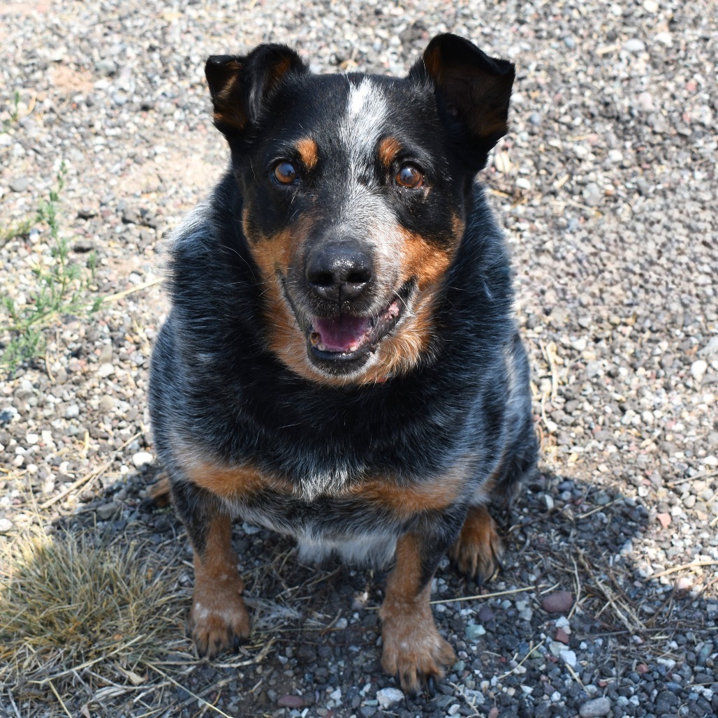 Winslow, an adoptable Australian Cattle Dog / Blue Heeler in Rifle, CO, 81650 | Photo Image 1