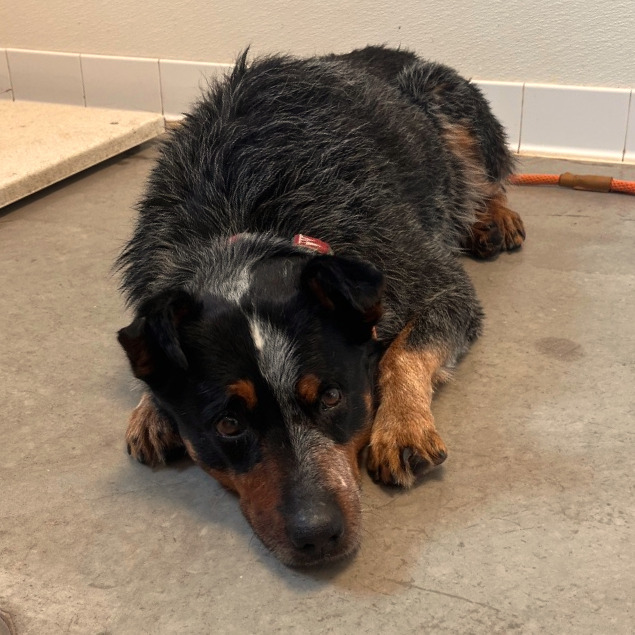 Winslow, an adoptable Australian Cattle Dog / Blue Heeler in Rifle, CO, 81650 | Photo Image 2