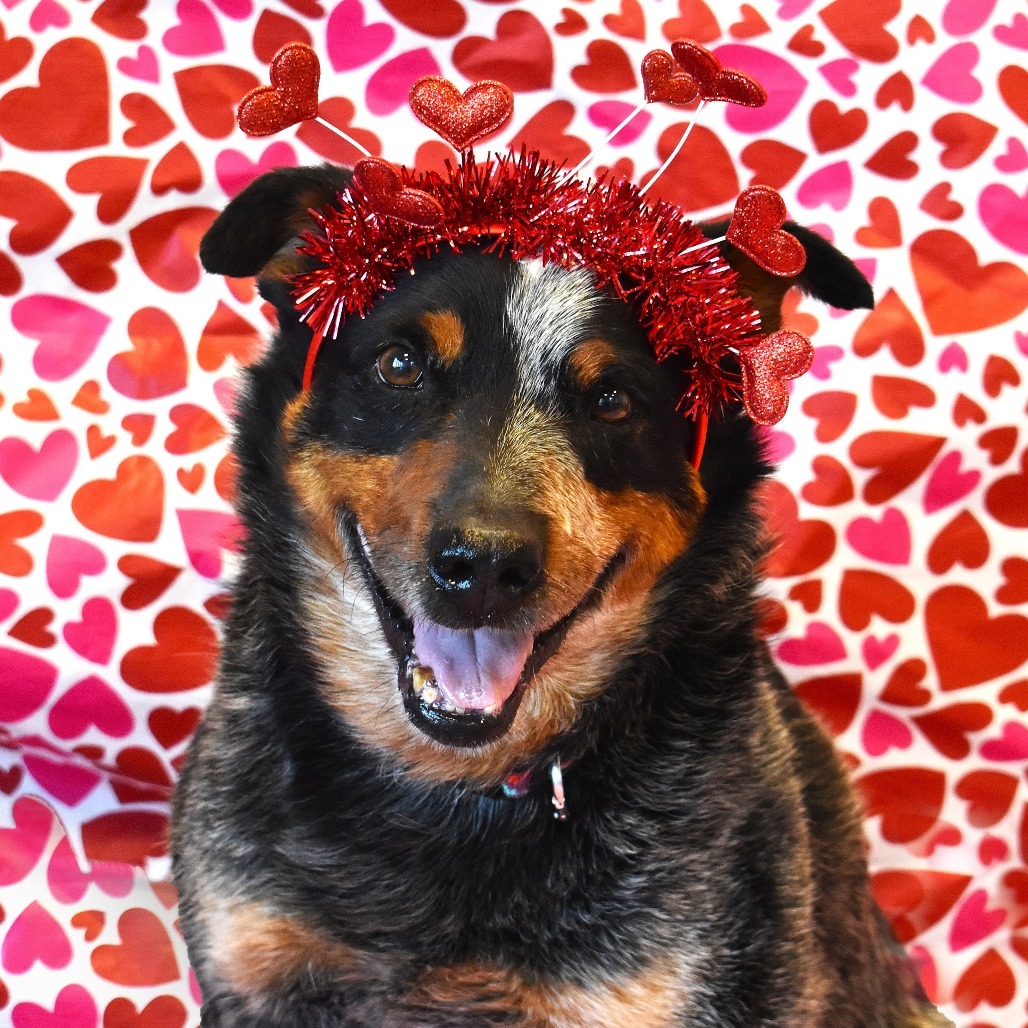 Winslow, an adoptable Australian Cattle Dog / Blue Heeler in Rifle, CO, 81650 | Photo Image 3