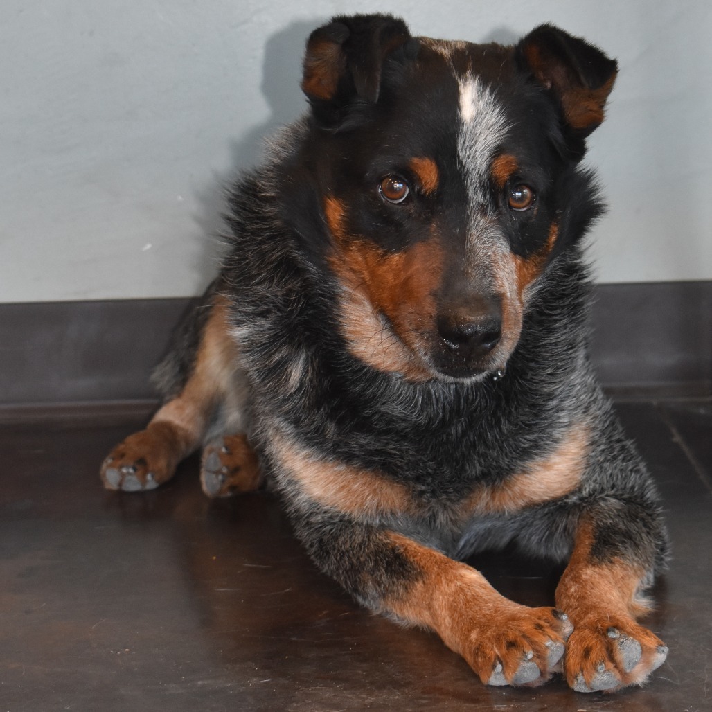 Winslow, an adoptable Australian Cattle Dog / Blue Heeler in Rifle, CO, 81650 | Photo Image 4