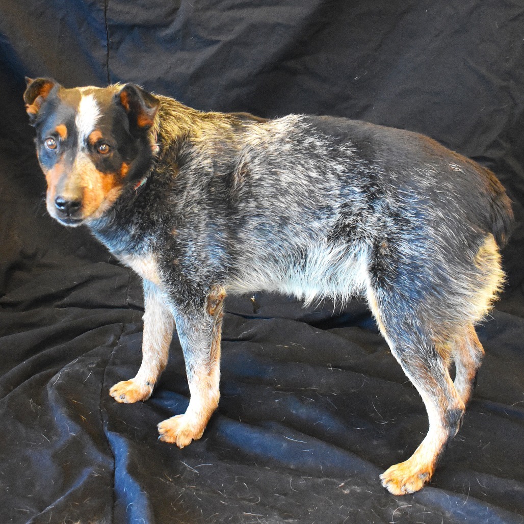 Winslow, an adoptable Australian Cattle Dog / Blue Heeler in Rifle, CO, 81650 | Photo Image 5