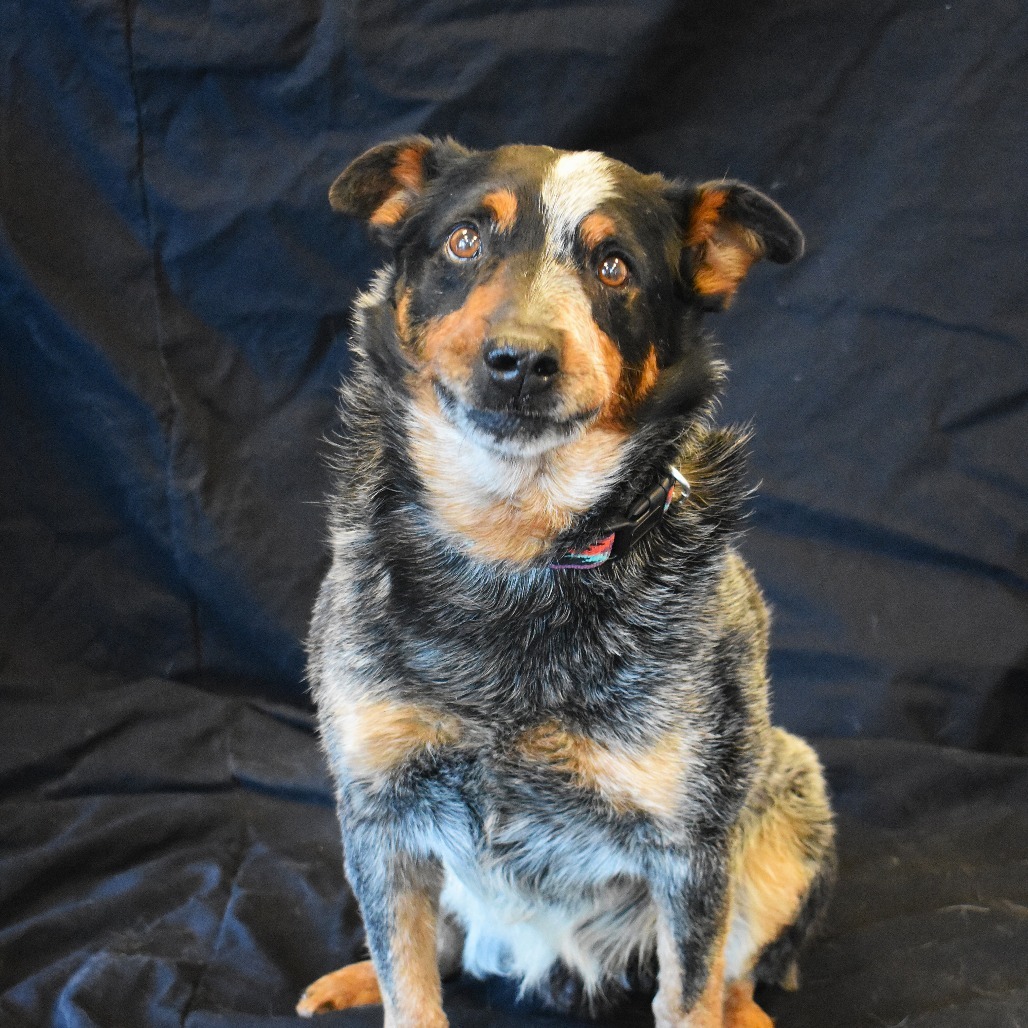 Winslow, an adoptable Australian Cattle Dog / Blue Heeler in Rifle, CO, 81650 | Photo Image 5