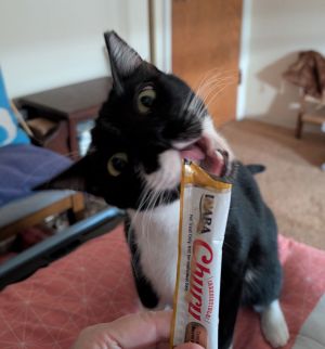 Pudding, Adult Male Domestic Short Hair