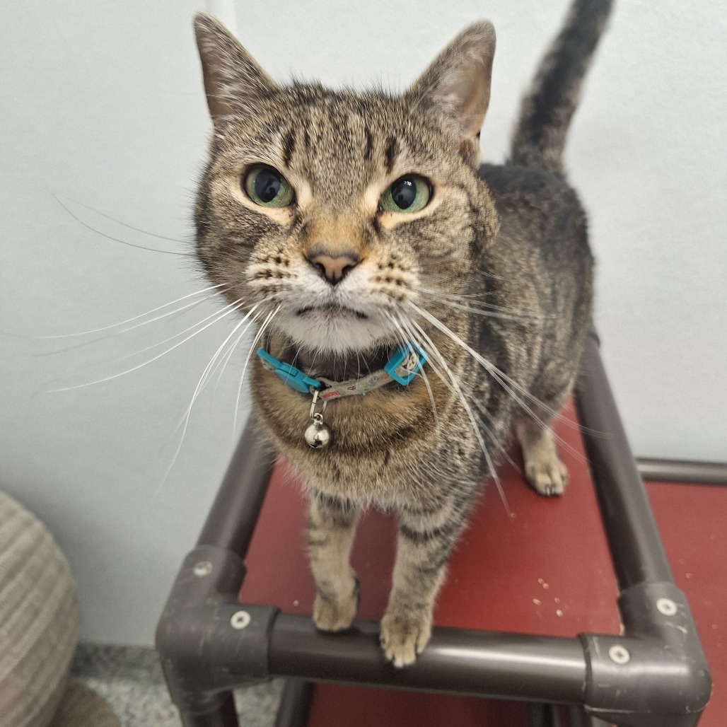 Aunna, an adoptable Domestic Short Hair in Kingman, KS, 67068 | Photo Image 1