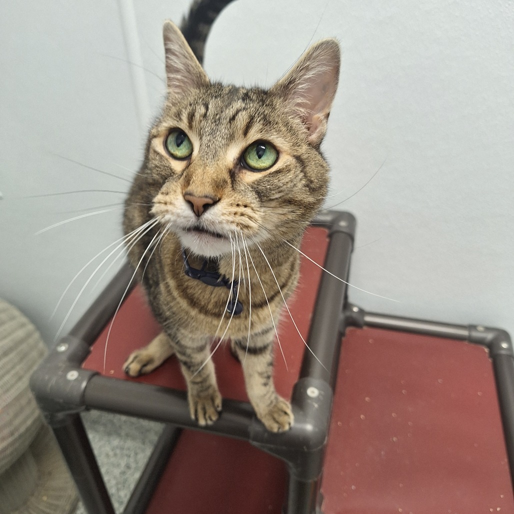 Olaf, an adoptable Domestic Short Hair in Kingman, KS, 67068 | Photo Image 1
