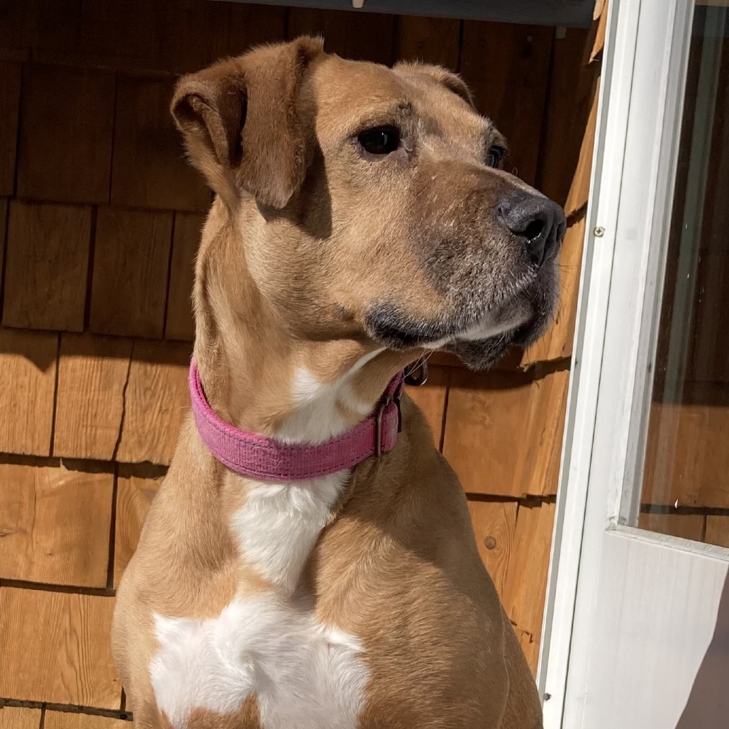 Dot, an adoptable Mixed Breed in Thomaston, ME, 04861 | Photo Image 1