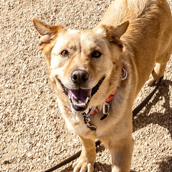 Dee Dee, an adoptable Mixed Breed in Las Cruces, NM, 88012 | Photo Image 1