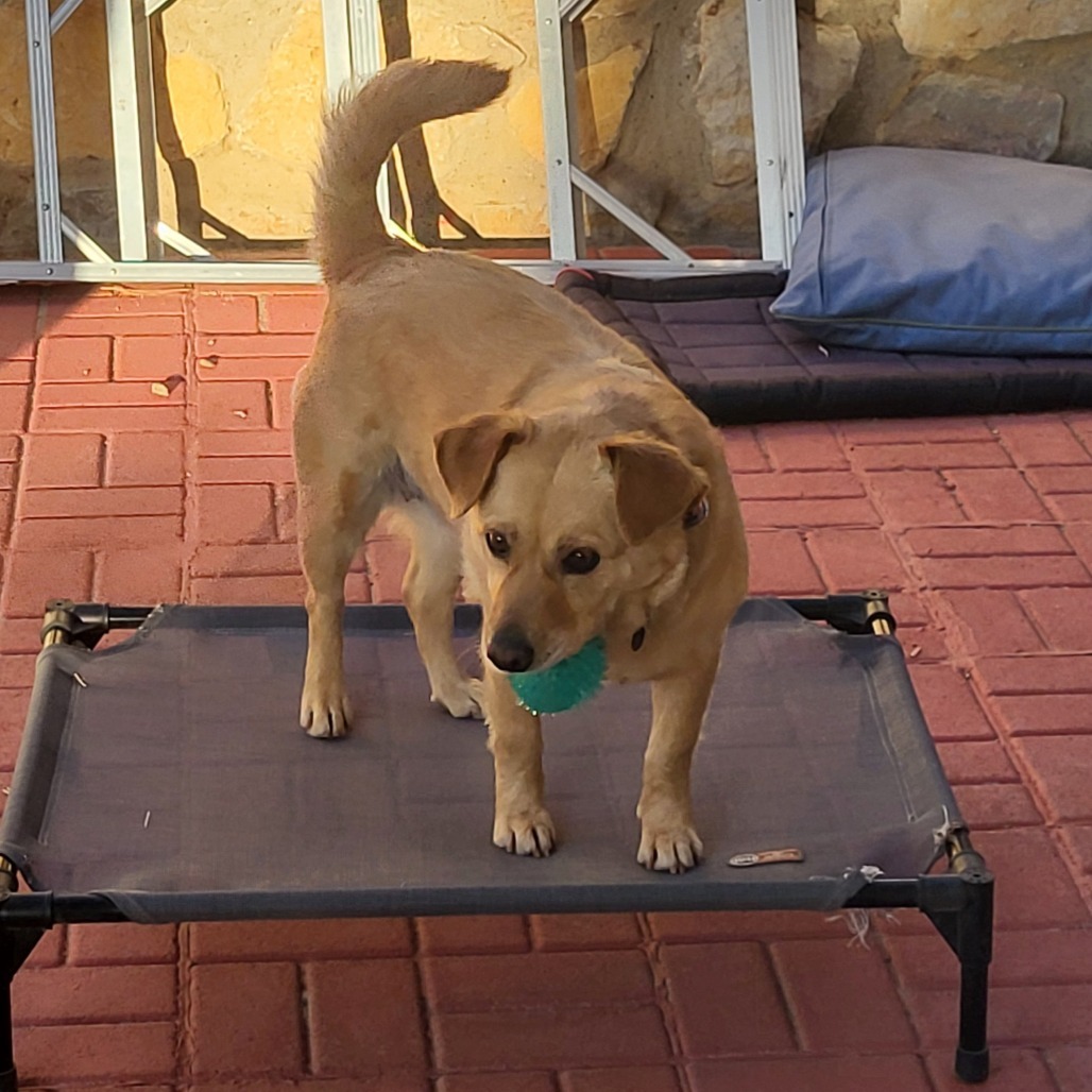 Dee Dee, an adoptable Mixed Breed in Las Cruces, NM, 88012 | Photo Image 2