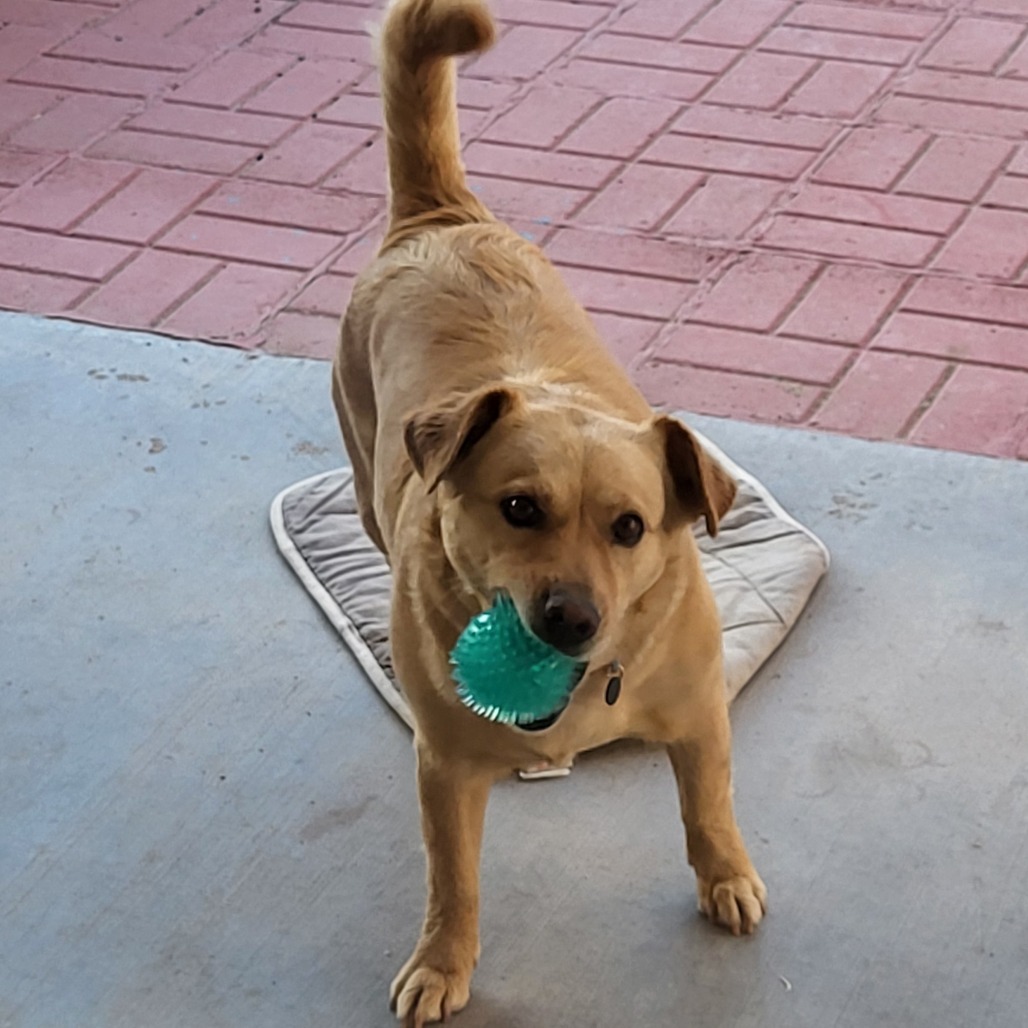 Dee Dee, an adoptable Mixed Breed in Las Cruces, NM, 88012 | Photo Image 4