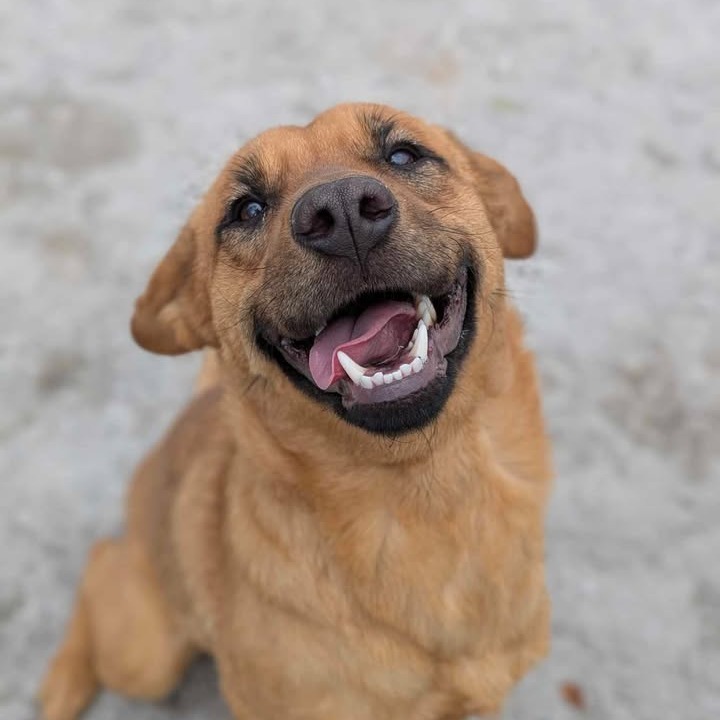 Stella
