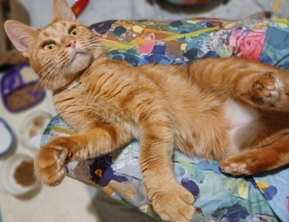 Orange