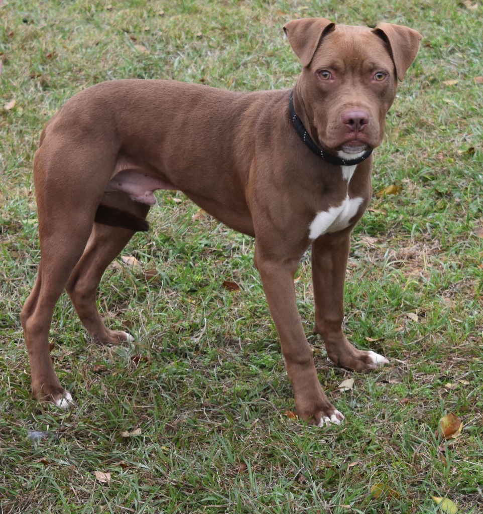 Cane