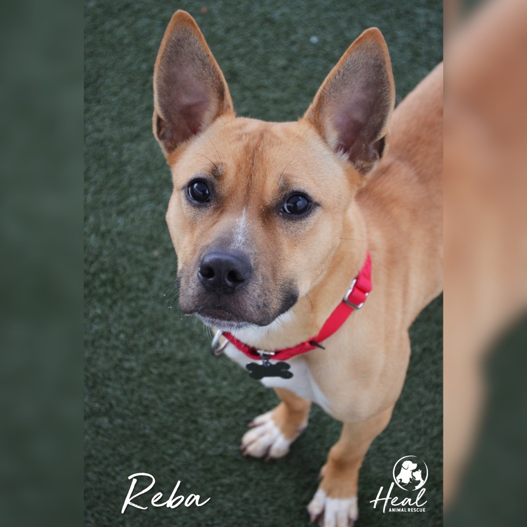 Reba