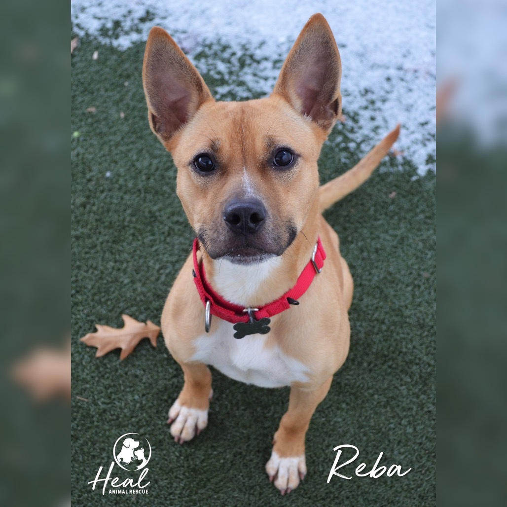 Reba