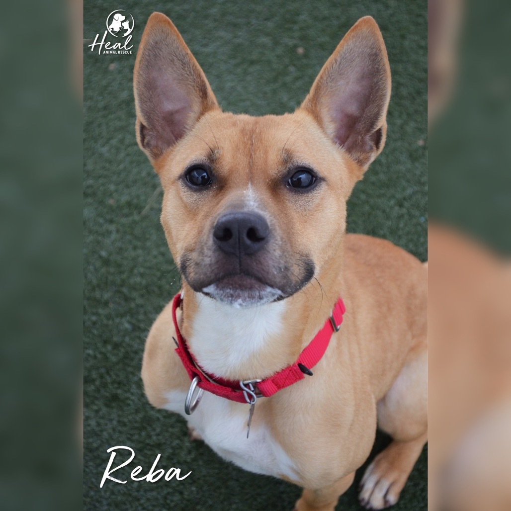 Reba