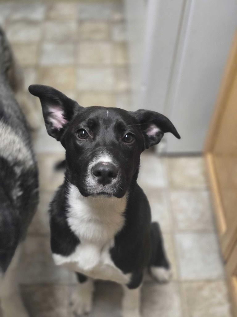 Nightshade, an adoptable Mixed Breed in Minot, ND, 58702 | Photo Image 1