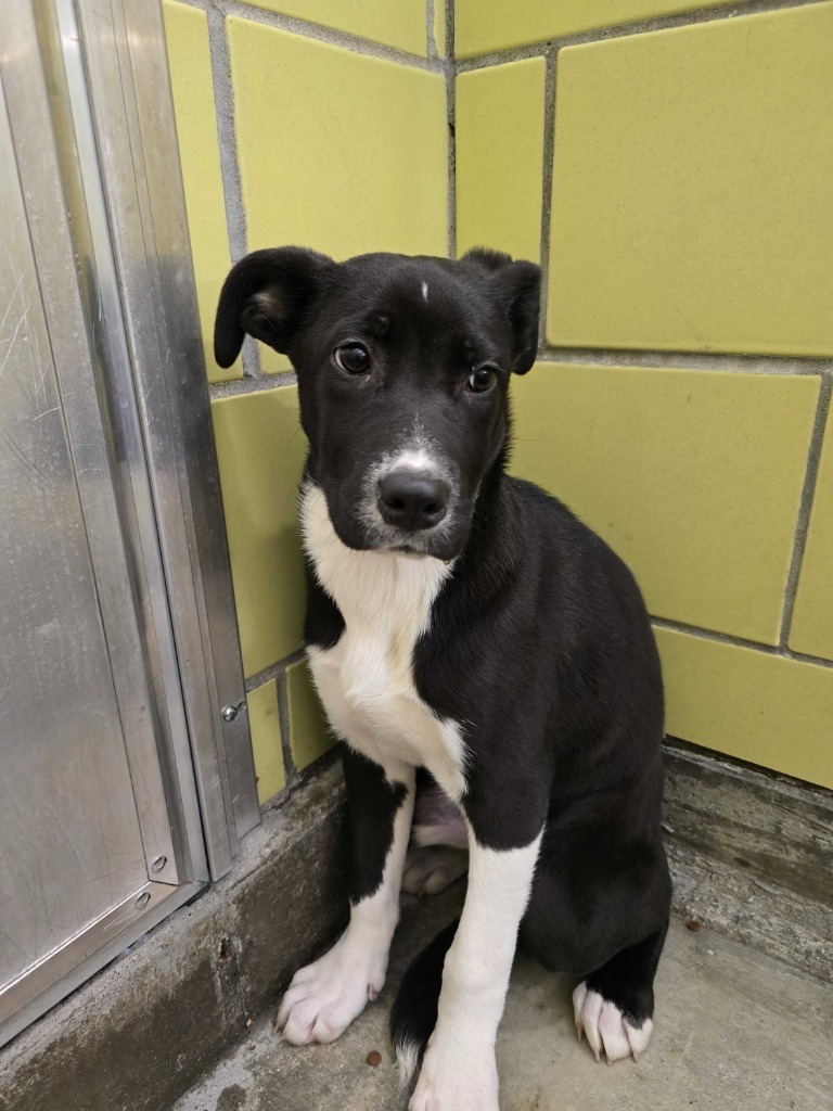 Nightshade, an adoptable Mixed Breed in Minot, ND, 58702 | Photo Image 2