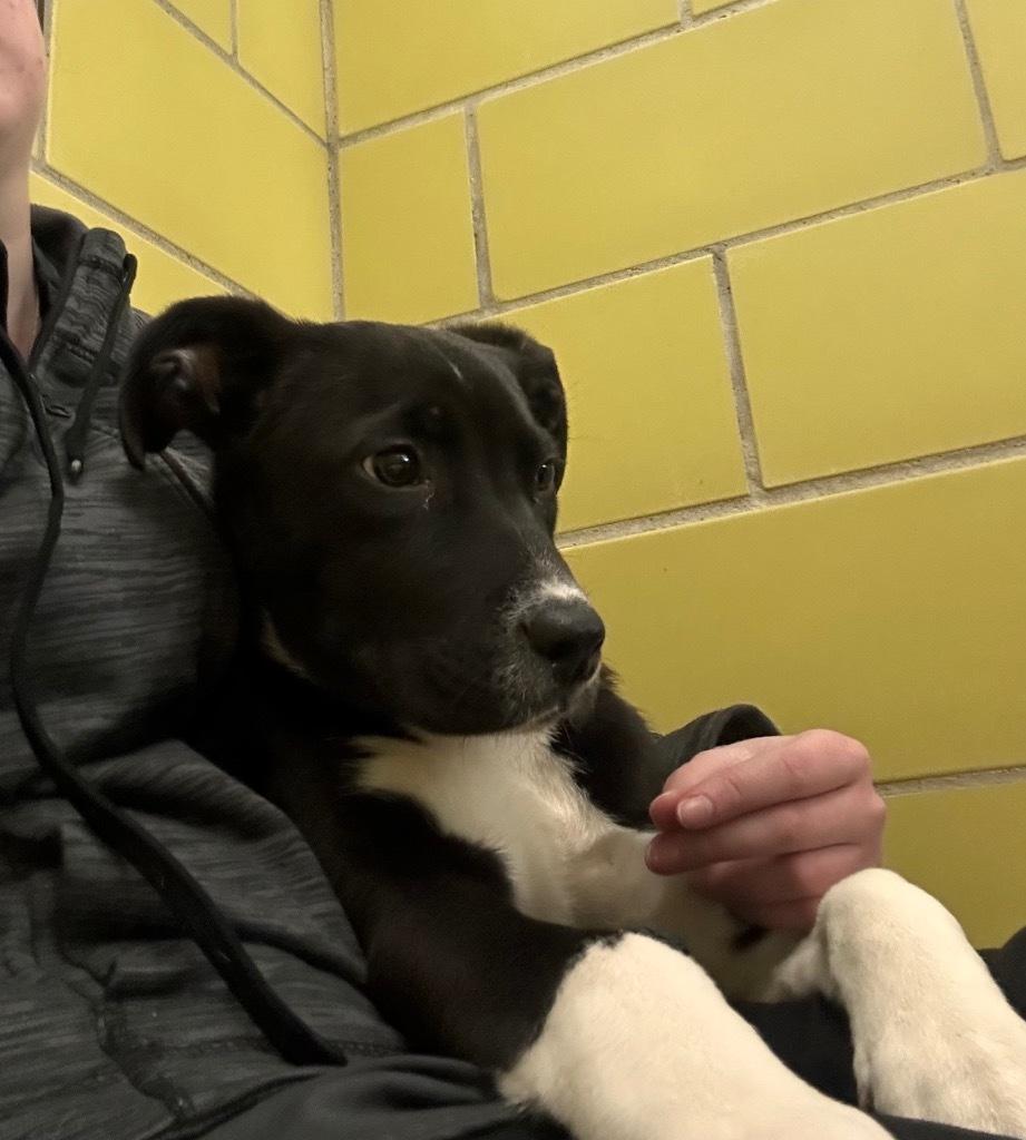 Nightshade, an adoptable Mixed Breed in Minot, ND, 58702 | Photo Image 3