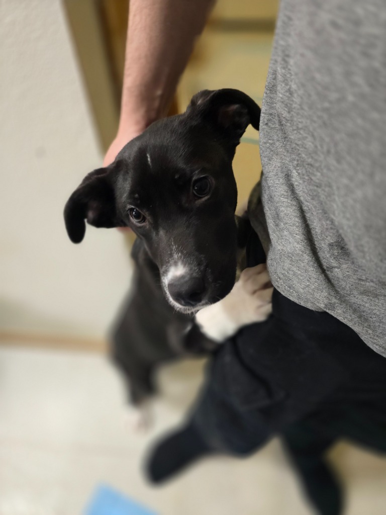 Nightshade, an adoptable Mixed Breed in Minot, ND, 58702 | Photo Image 4