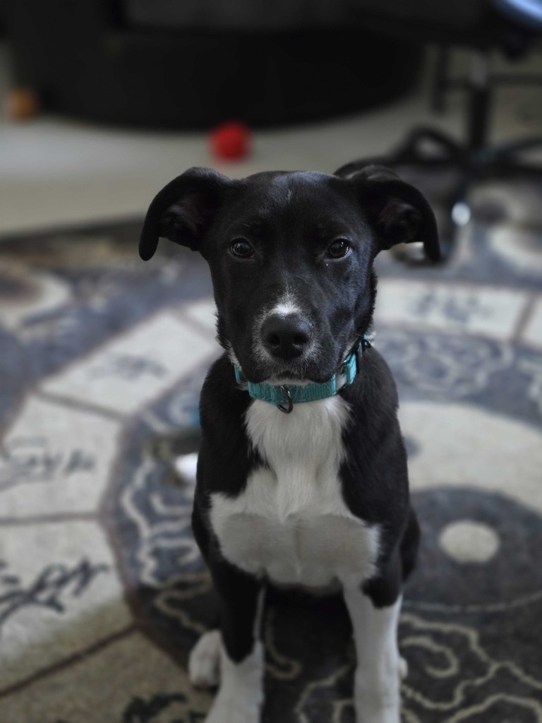 Nightshade, an adoptable Mixed Breed in Minot, ND, 58702 | Photo Image 5