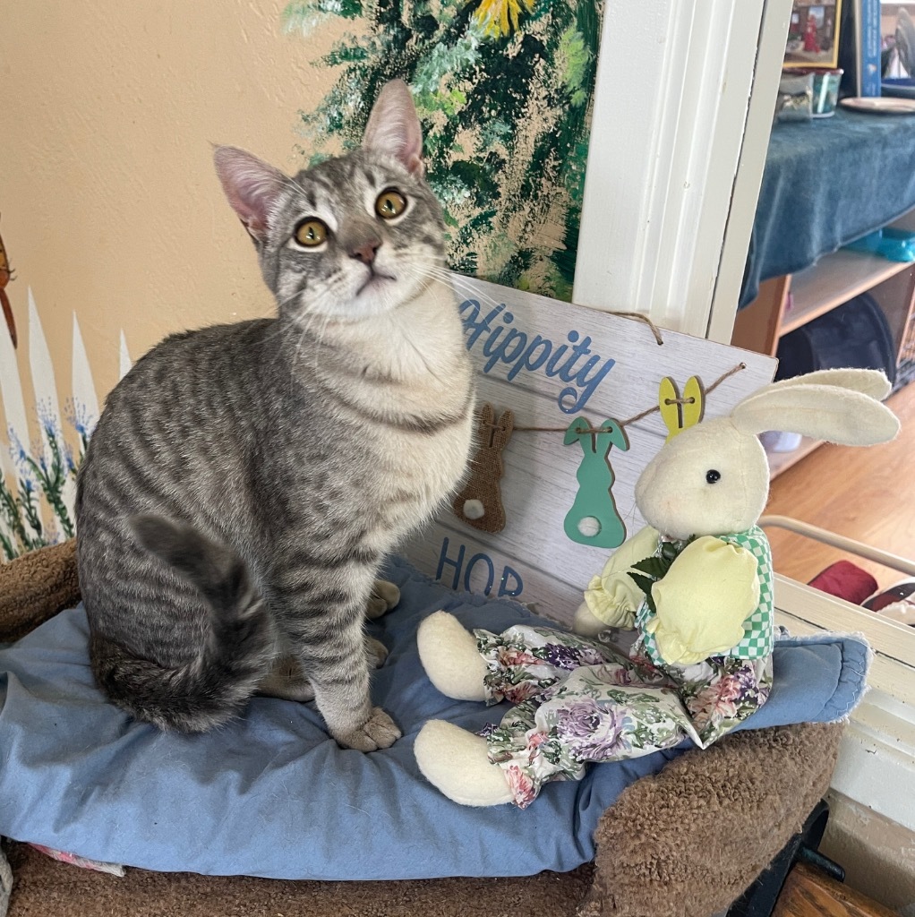 Bert, an adoptable Domestic Short Hair in Cambria, CA, 93428 | Photo Image 1
