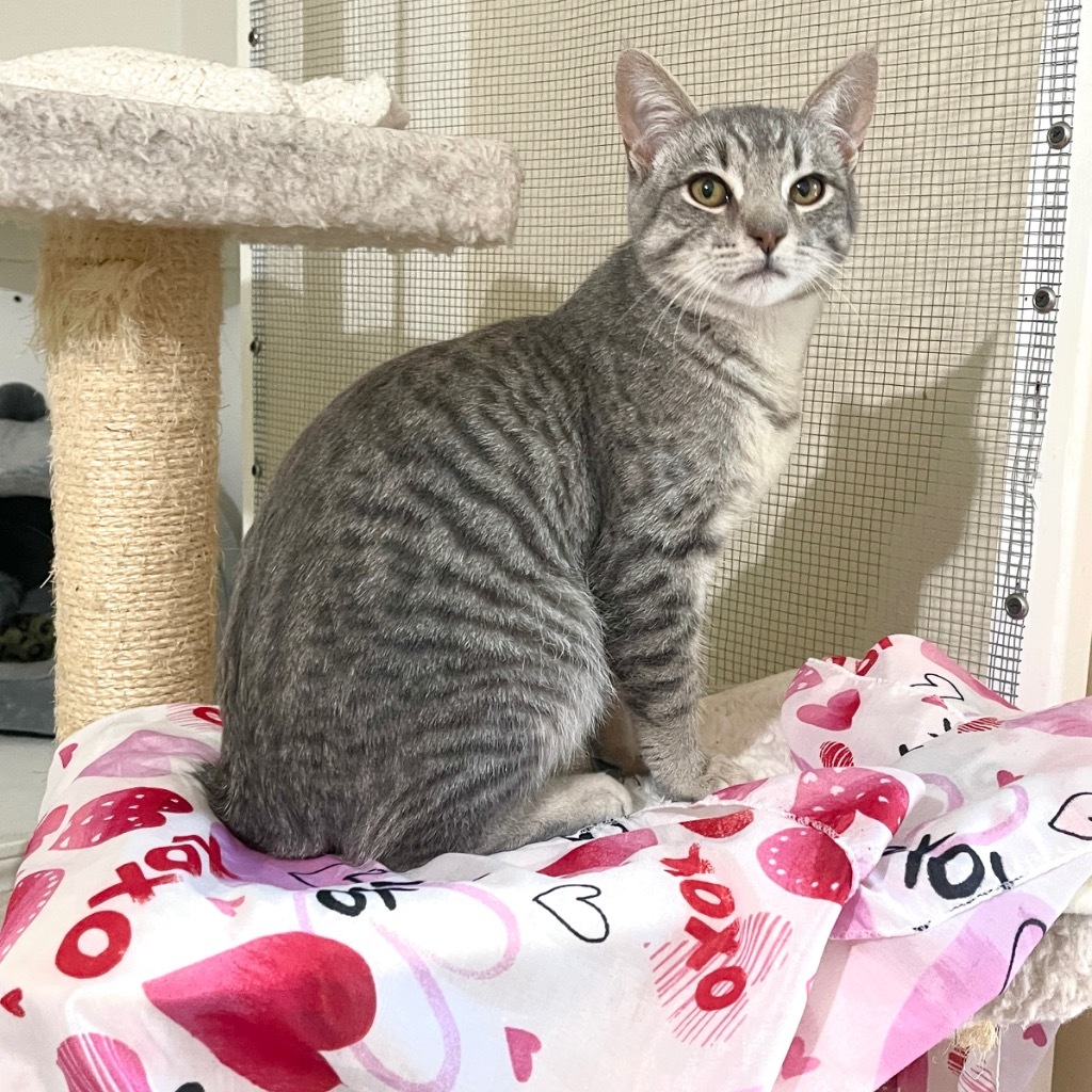 Bert, an adoptable Domestic Short Hair in Cambria, CA, 93428 | Photo Image 2