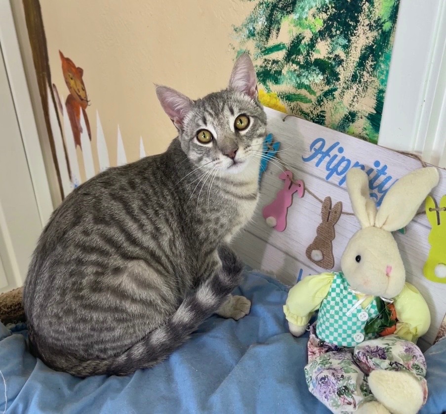 Bert, an adoptable Domestic Short Hair in Cambria, CA, 93428 | Photo Image 3