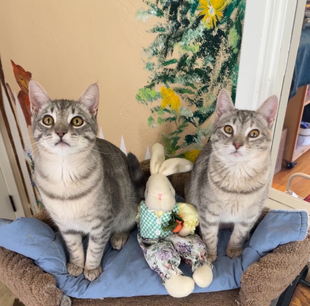Bert, an adoptable Domestic Short Hair in Cambria, CA, 93428 | Photo Image 4