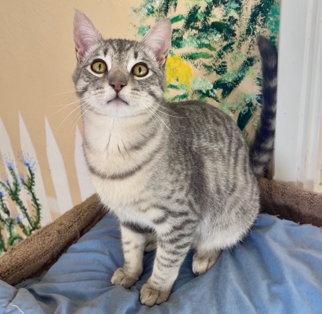 Bert, an adoptable Domestic Short Hair in Cambria, CA, 93428 | Photo Image 5