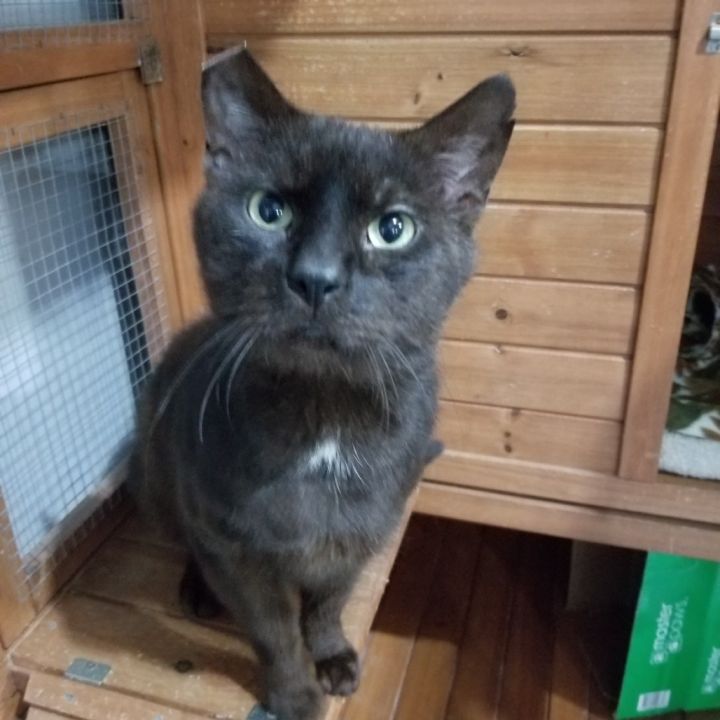 Romeo 1