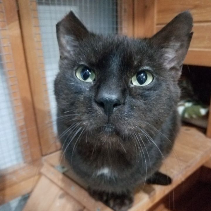 Romeo 2